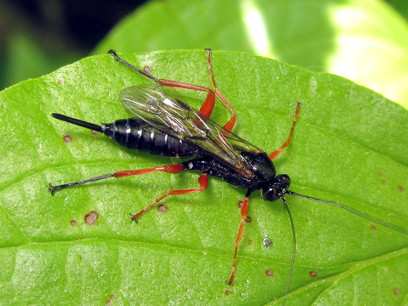 Ichneumonidae: Pimpla rufipes